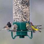 Mangeoire Oiseaux Anti Écureuil Rotation Protection Jardin