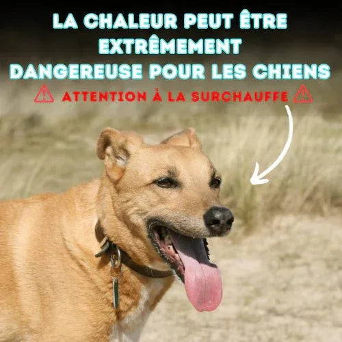 Gilet rafraîchissant chien harnais intégré protection UV – Image 4