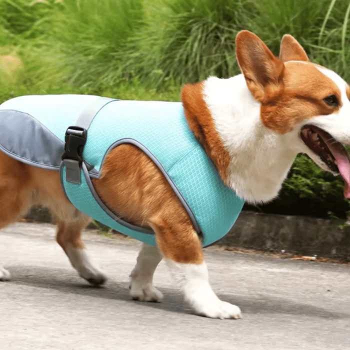 gilet-rafraichissant-pour-chien-8183717